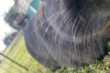 Raven came to check the phone out in her new outdoor playpen and entered loaf mode.