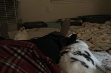 This floof ball is more like gnocchi.