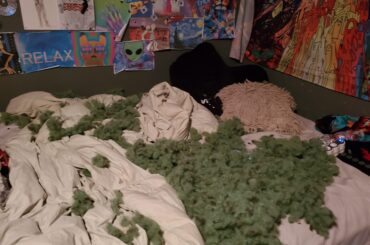 The owner had taken all the chewed phone chargers for granted... (x-post r/Rabbits)