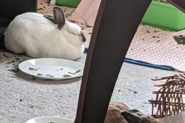 It's bread week here on the Great Bunny Baking Show! It appears that things are really getting messy in the tent.