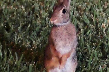 Wild bunny periscope