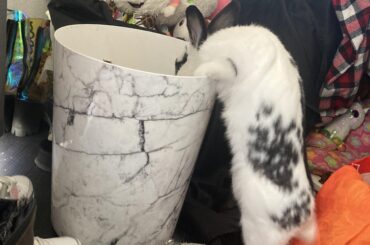 He couldn’t take the mess in the room anymore so he started helping