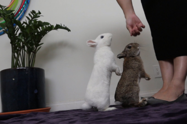 They'll do anything for pellets.