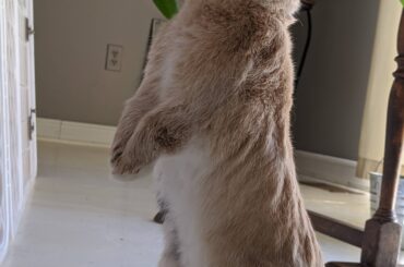 Here's my expert in standing, Willow