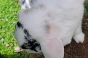 Terrible 2 at it again! 🐰🐰