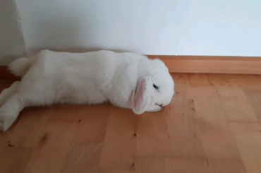 A rare video of a rabbit transforming into a noodle, ca. 2021, colorized