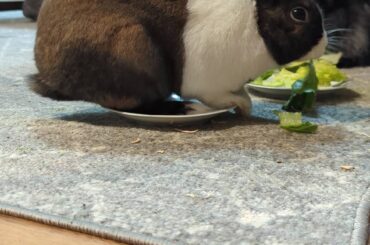 Sitting on the plate that feeds him