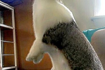 Where ya going with that hay, hooman??