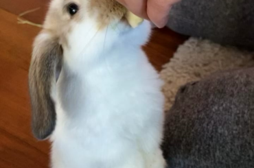 I approve of dad’s homemade Apple chips