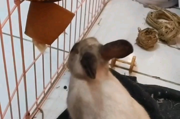 There really is a subreddit for everything. Anyway, here's our one eyed rescue Julia eating her dandelions