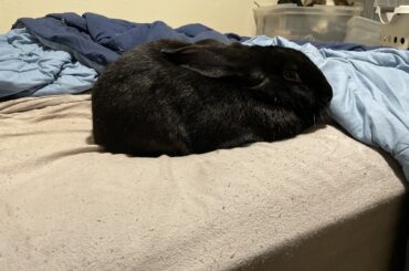 I think my loaf was in the oven a little too long