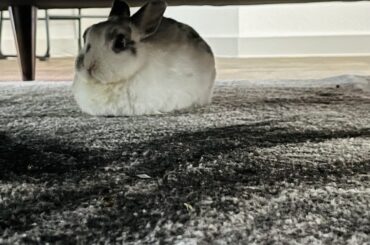 My old gal Lola is a queen at loafing in her domain… under the couch 🍞
