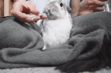 "NO! MOM, seriously NO! Mom, mom, NO! NO...oh...ok." AKA Eames pitching a fit because he thinks he's getting his antibiotic, but is actually getting his pain meds which he loves. (x-post r/Rabbits)