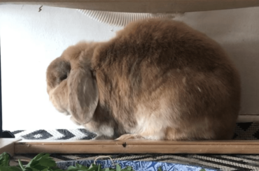 Sweet dreams little loaf 🍞