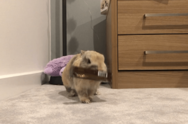 Nigel’s endless quest to finding treats (x-post r/Rabbits)