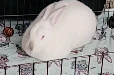 Loafing while I cleaned up:)