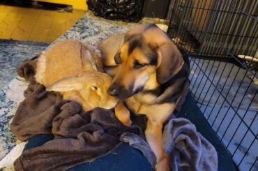 Rusty and his snuggle buddy