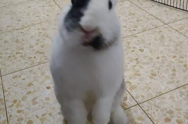 Rosa is a gremlin shaped like a bunny.