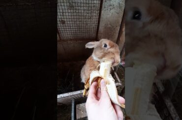 Giosuè standing up while eating banana 🍌