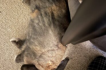 No the cat bed is to soft, I need a metal bar on my spine!