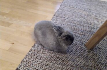 loaf living on the edge