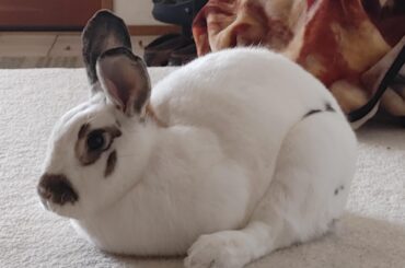 The turkey-loaf is almost ready! 🍗