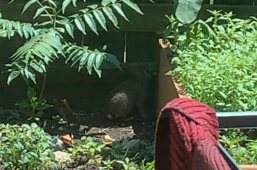 This bunny stands up 👇