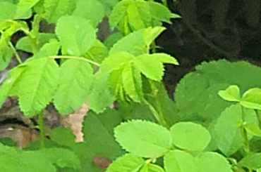 a self rolling baguette in her rose palace
