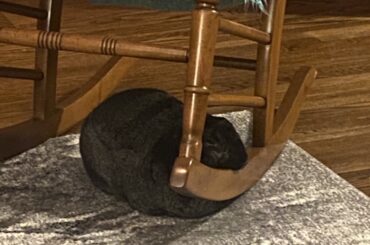 Bun likes chin rests