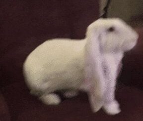 Please stand up with each ear down.