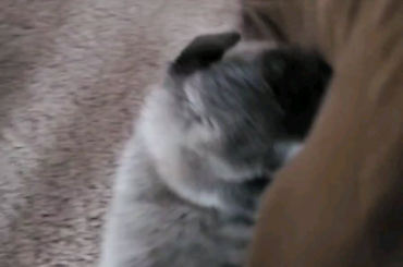 Eeyore won't even let me eat my lunch in peace!