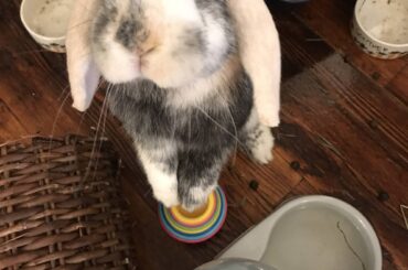 “Can I has treatsies?” ~ Gunther