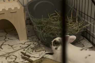 When you’re recovering from stasis but remember hay is life