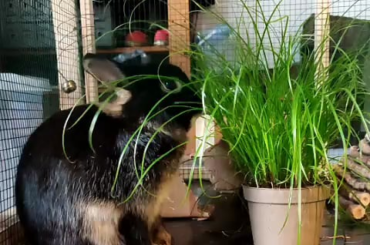 We all know grass can only be eaten from above