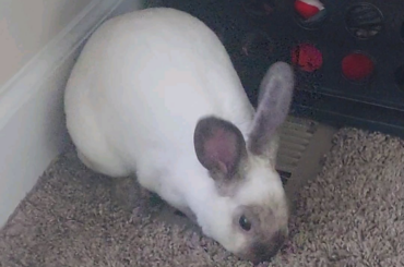 I tried to capture a bunny flop on top of the vent, Izzy had other plans...