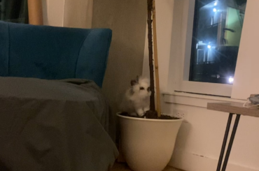 Poor Fiddle Leaf Fig Trees (he usually jumps down but for some reason did a lazy fall this time lol)