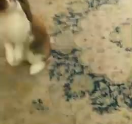 Carol Baskin getting in trouble by grandma for eating drywall 😬🐰