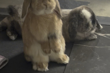 Crouton standing, Mochi reclining. Typical Day.