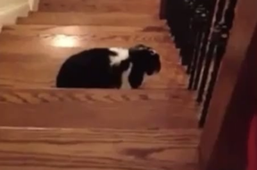 she got herself down, i figured she’d get herself back up. i picked her up after the video ends and she wasnt hurt at all! she was the best bunny ive ever had i miss her everyday