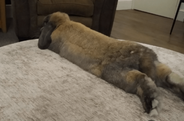 Oh no, noodle got spilled on the sofa