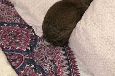Stanzi took out 4 pillow cases last night and she’s going for more tonight 🤦🏼‍♀️🤦🏼‍♀️ (x-post r/Rabbits)