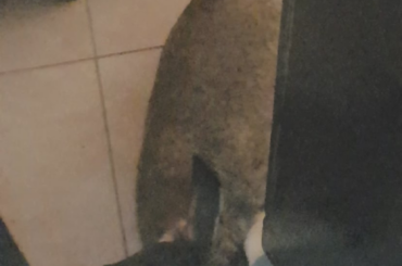 sis really took a bite out of the door