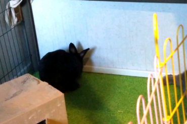 I finally managed to capture one! :D (wait until the end for the noodle)