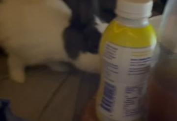 Hazel stealing an empty box of cookies