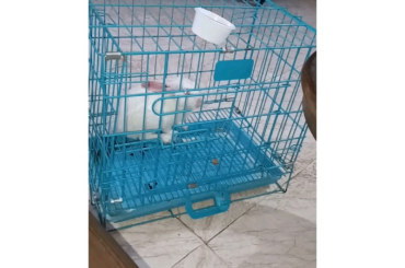 bunny :)he came in my home when she is so small I like my bunny.home bunny is suffered by fungus but I use coconut oil and then her fungus is disappear .