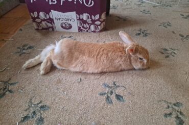 Rainy day Roscoe noodle