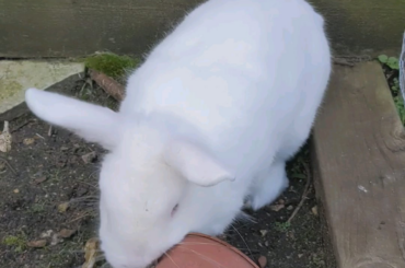 Olaf hates plant pots