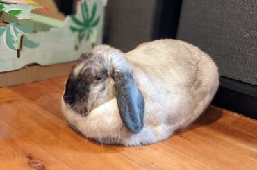My girlfriend's lil loaf enjoying life.