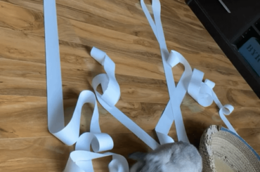 someone stole some receipt paper from the office and had fun with it (x-post r/Rabbits)