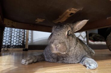 Charlie couldn’t keep his feet from slipping on the wood